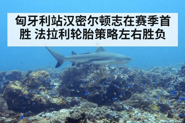 匈牙利站汉密尔顿志在赛季首胜 法拉利轮胎策略左右胜负