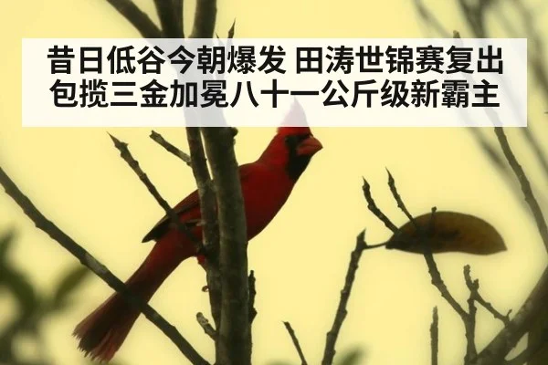 昔日低谷今朝爆发 田涛世锦赛复出包揽三金加冕八十一公斤级新霸主